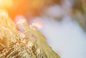 Albizia giulibrissin con verde le foglie e rosa soffice fiori - anche di nome persiano seta albero o rosa seta albero. selettivo messa a fuoco. foto