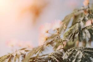 Albizia giulibrissin con verde le foglie e rosa soffice fiori - anche di nome persiano seta albero o rosa seta albero. selettivo messa a fuoco. foto