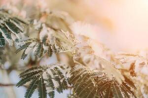 Albizia giulibrissin con verde le foglie e rosa soffice fiori - anche di nome persiano seta albero o rosa seta albero. selettivo messa a fuoco. foto