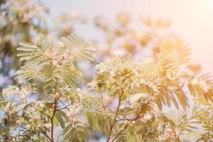 Albizia giulibrissin con verde le foglie e rosa soffice fiori - anche di nome persiano seta albero o rosa seta albero. selettivo messa a fuoco. foto