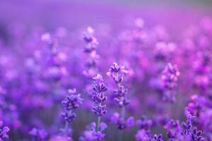 lavanda fiore campo avvicinamento su tramonto, fresco viola aromatico fiori per naturale sfondo. design modello per stile di vita illustrazione. viola lavanda campo nel Provenza, Francia. foto