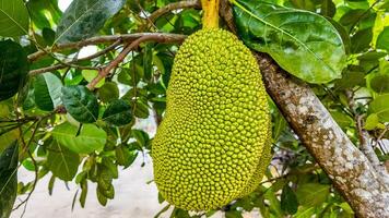 tropicale jackfruit raccolto, maturo frutta su albero foto