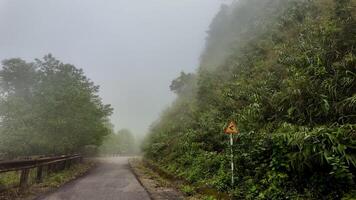 nebbioso piegare strada cartello in mezzo lussureggiante verdura foto