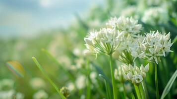 ai generato dettagliato Visualizza di selvaggio Porro fiori durante fioritura ciclo nel un' prato, sfondo con vuoto spazio per testo foto