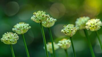 ai generato fioritura selvaggio Porro fiori nel vario stadi di loro vita ciclo foto