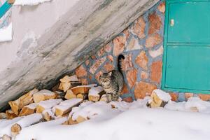 soriano gatto sta su un' innevato mucchio di legna da ardere vicino il parete di un' pietra Casa foto