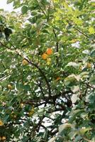 arancia cachi frutta appendere su verde albero rami nel il giardino foto