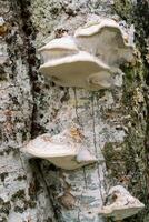 bianca Tinder fungo crescere su un' grigio, muschioso albero tronco. macro foto