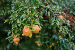 rosa melograni maturare su verde albero rami nel il giardino foto