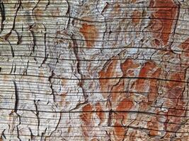 struttura di legno all'aperto in giardino foto