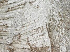 struttura di albero tronco all'aperto nel il giardino foto