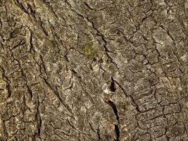 struttura di legno marrone foto