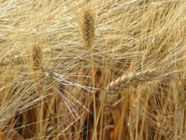 Grano campo all'aperto foto