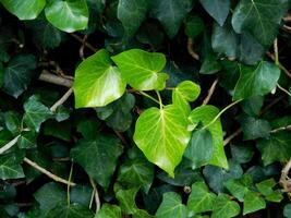 pianta nel il giardino foto