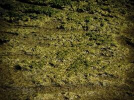 struttura di buio alga marina a il mare foto