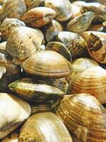 mollusco struttura nel il cucina foto