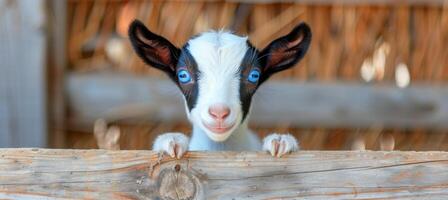 ai generato adorabile giovane capra con Impressionante blu occhi nel un' pittoresco rustico fienile ambientazione foto