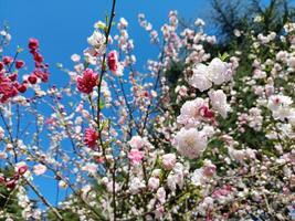 bianca, rosa e rosso ume prugna fiorire nel il giardino foto