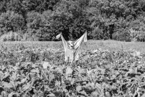 spaventapasseri spaventoso in giardino scoraggia gli uccelli affamati foto