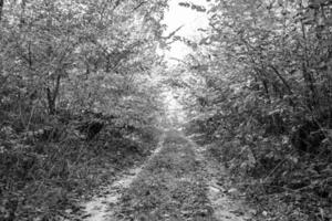 fotografia su tema bellissimo sentiero nel selvaggio fogliame bosco foto