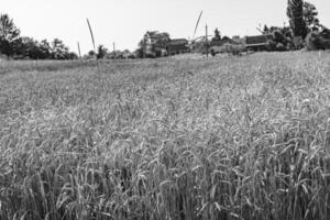 fotografia su tema grande Grano azienda agricola campo per biologico raccogliere foto