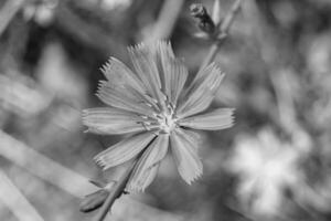 bellezza selvaggio in crescita fiore cicoria ordinario su sfondo prato foto