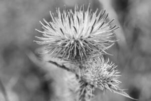 bellissimo in crescita fiore radice bardana cardo su sfondo prato foto