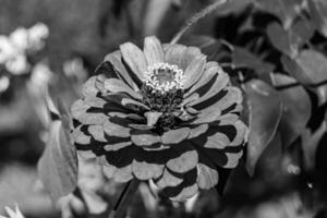 bellissimo selvaggio in crescita fiore zinnia elegans su sfondo prato foto