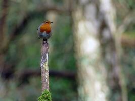 pettirosso uccello arroccato foto