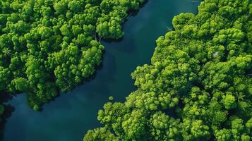 ai generato terra giorno - aereo superiore Visualizza di mangrovia foresta. ambiente giorno concetto con alberi e acqua ruscello fiume. fuco Visualizza verde sfondo per carbonio neutralità e zero emissione foto