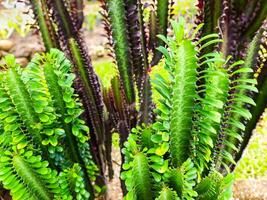 vario cactus impianti come pubblico parco decorazioni foto