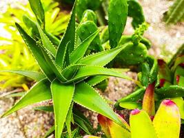 messa a fuoco tropicale pianta aloe Vera fiore nel pubblico parco foto