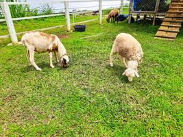 pecora agricoltura nel il sirukam latteria azienda agricola turismo villaggio nel solok, Indonesia foto