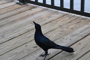 Comune grackle sospeso su su il spugna banchine nel tarpon molle Florida. foto