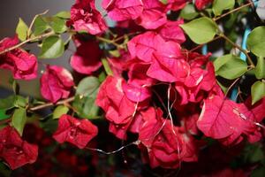 caldo rosa emorragia cuore pianta nel pieno fioritura seduta su un' terrazza foto