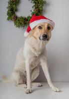 cane da pastore di razza mista che indossa un cappello da babbo natale foto