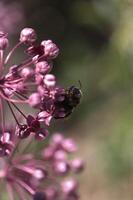 singolo ape su rosa fiore mini cuffie Yosemite nazionale parco foto