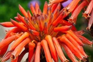 arancia tubo fiori avvicinamento con sfocato verde sfondo foto