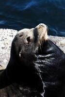 elefante foca crogiolarsi su roccia monterey California foto