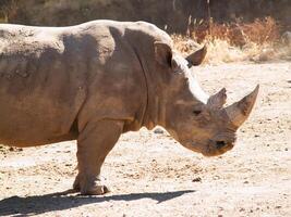fango incrostato rinoceronte in piedi su chiaro sporco toppa foto
