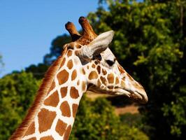 giraffa testa e collo nel profilo con alberi e blu cielo foto