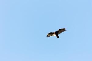 uccello di preda volante nel chiaro blu cielo con etichetta foto