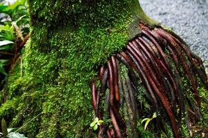 alieno guardare radici In arrivo su di base di albero tronco foto