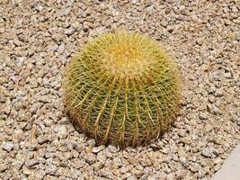 piccolo il giro cactus nel ghiaia fiore letto Arizona foto