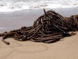 groviglio di alga marina su spiaggia con onde foto