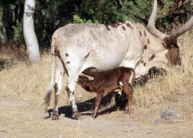 grande cornuto mucca con vitello alimentazione nel campo foto