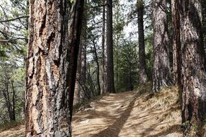 escursioni a piedi pista attraverso pino alberi settentrionale California foto