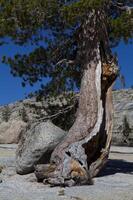 Yosemite nazionale parco pino albero con ha aperto albero tronco foto