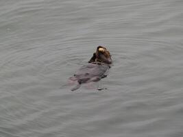 mare lontra galleggiante su indietro mangiare a partire dal mare sheel foto
