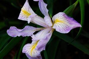 singolo iris fiore viola bianca e giallo con verde foglia foto